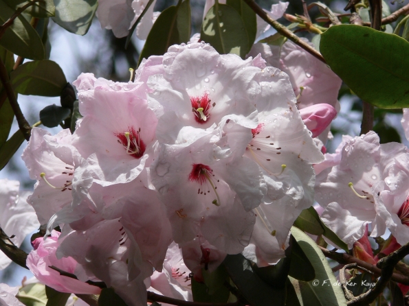 Bois des Moutiers (31) Mai 2012